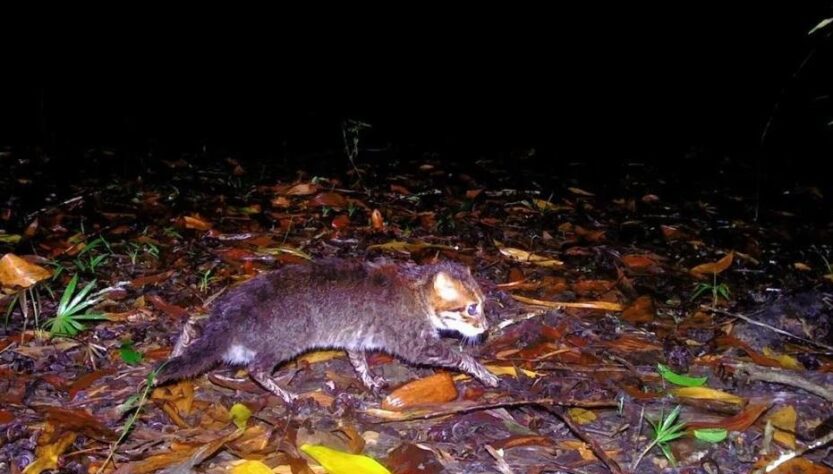 Новини світу - У Таїланді помітили кішку, яка вважалася вимерлою