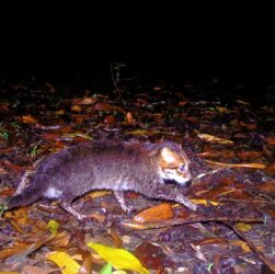 Технології - У Таїланді вперше за 30 років зафіксували рідкісну дику кішку