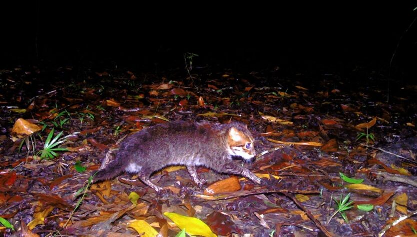 Технології - У Таїланді вперше за 30 років зафіксували рідкісну дику кішку