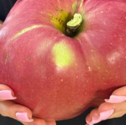 Новини України - В Україні виростили яблуко-гігант