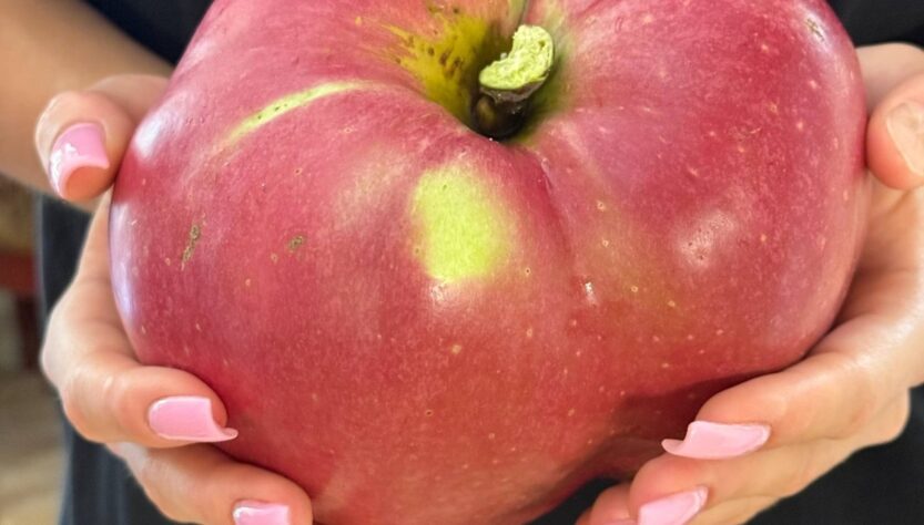 Новини України - В Україні виростили яблуко-гігант