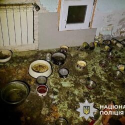 Новини України - Загибель понад 50 котів на Київщині: стали відомі нові деталі