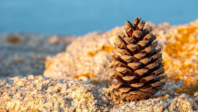 Новини культури - Гороскоп для всіх знаків зодіаку на 13 січня 2026 року