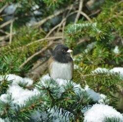 Новини культури - Гороскоп для всіх знаків зодіаку на 6 січня 2026 року