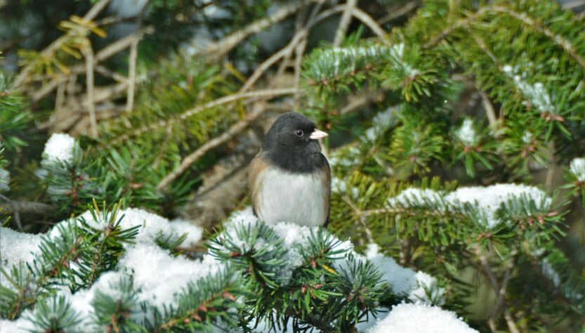 Новини культури - Гороскоп для всіх знаків зодіаку на 6 січня 2026 року