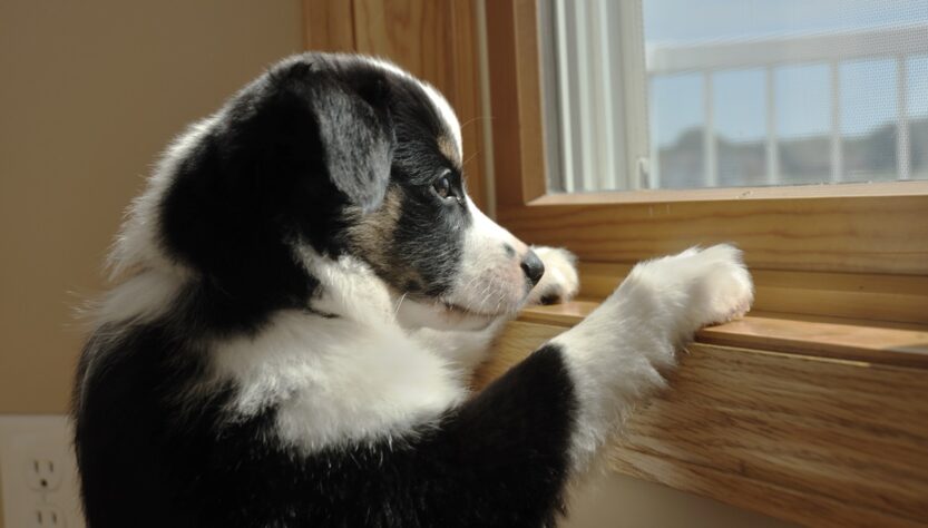 Новини України - На Хмельниччині чоловік викинув собаку з сьомого поверху