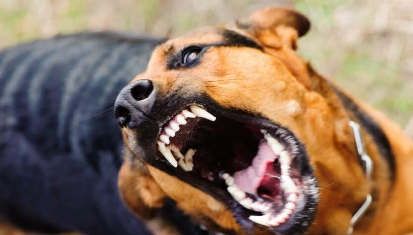 Новини України - На Закарпатті собаки покусали дітей, що попросилися в туалет при дорозі