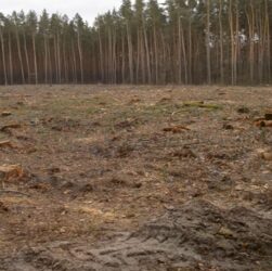 Новини України - Збитки на 546 млн грн: ДБР викрило за рік сотні злочинів в лісовій галузі