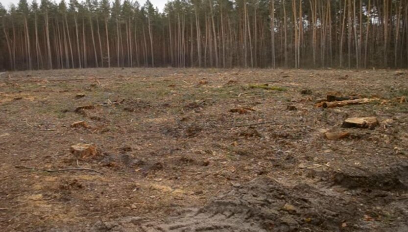 Новини України - Збитки на 546 млн грн: ДБР викрило за рік сотні злочинів в лісовій галузі